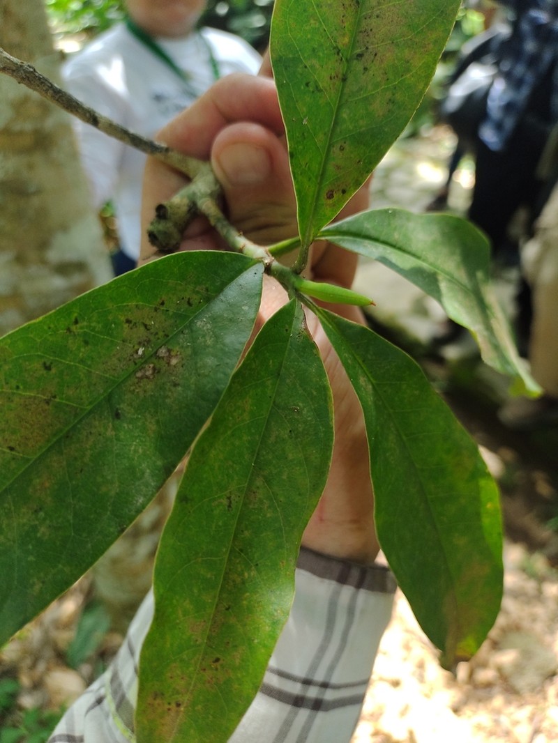 Magnolia yoroconte photo 3