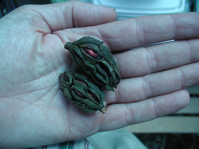 Magnolia yoroconte photo 5