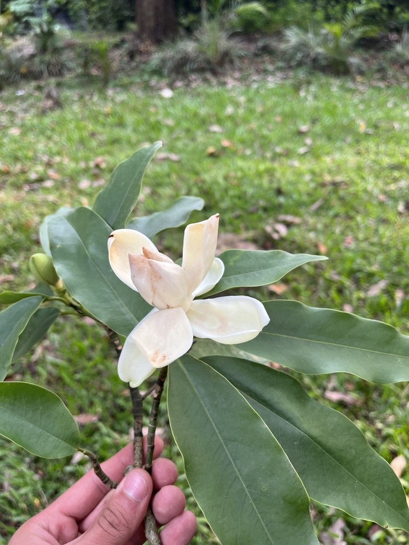 Magnolia yoroconte photo 6