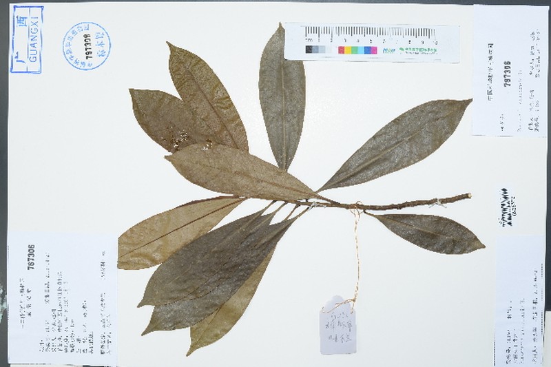 Magnolia yunnanensis photo 2