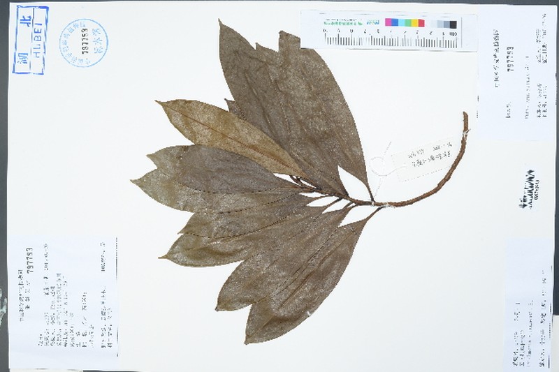 Magnolia yunnanensis photo 3