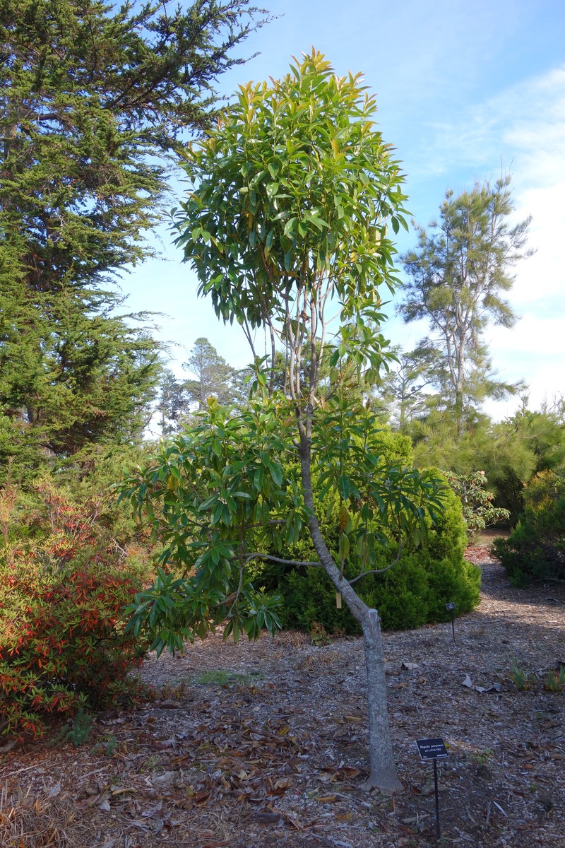 Magnolia yunnanensis