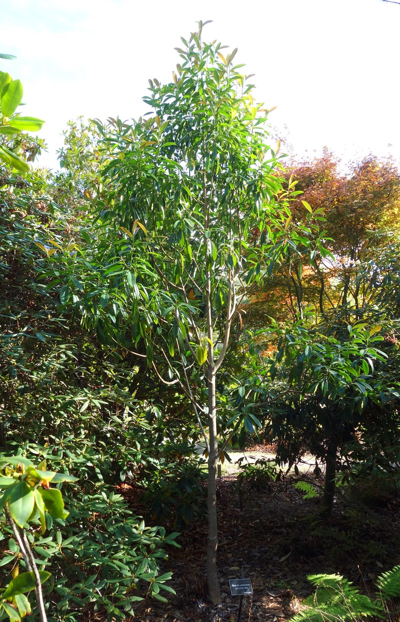 Magnolia yunnanensis photo 4