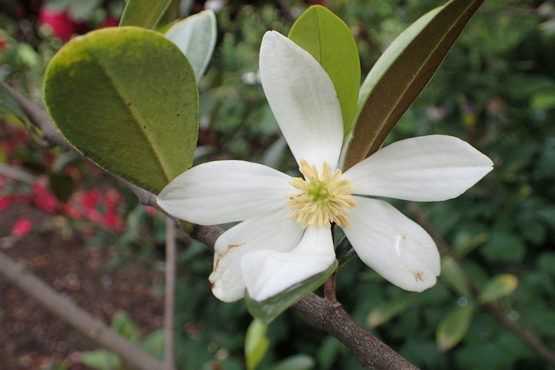Magnolia yunnanensis photo 5