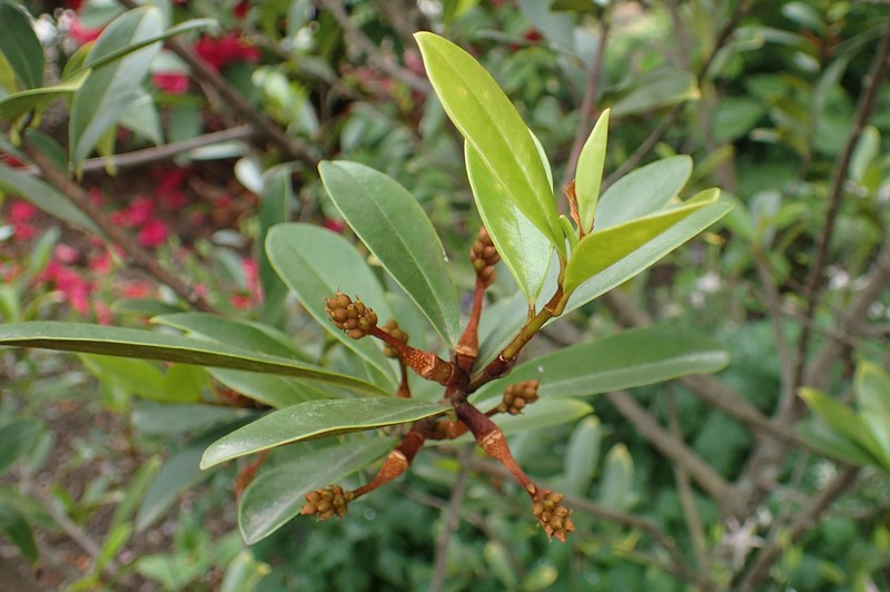 Magnolia yunnanensis photo 6