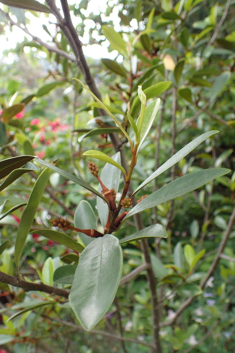 Magnolia yunnanensis photo 7