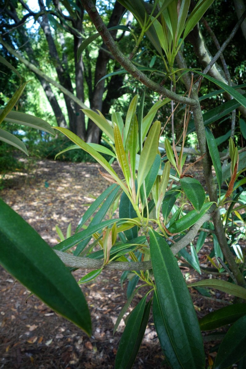 Magnolia yunnanensis photo 8