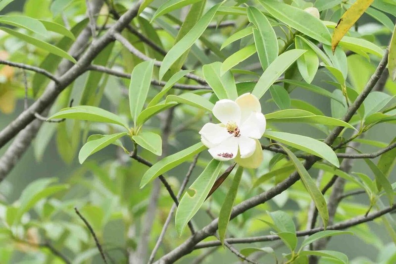 Magnolia yuyuanensis