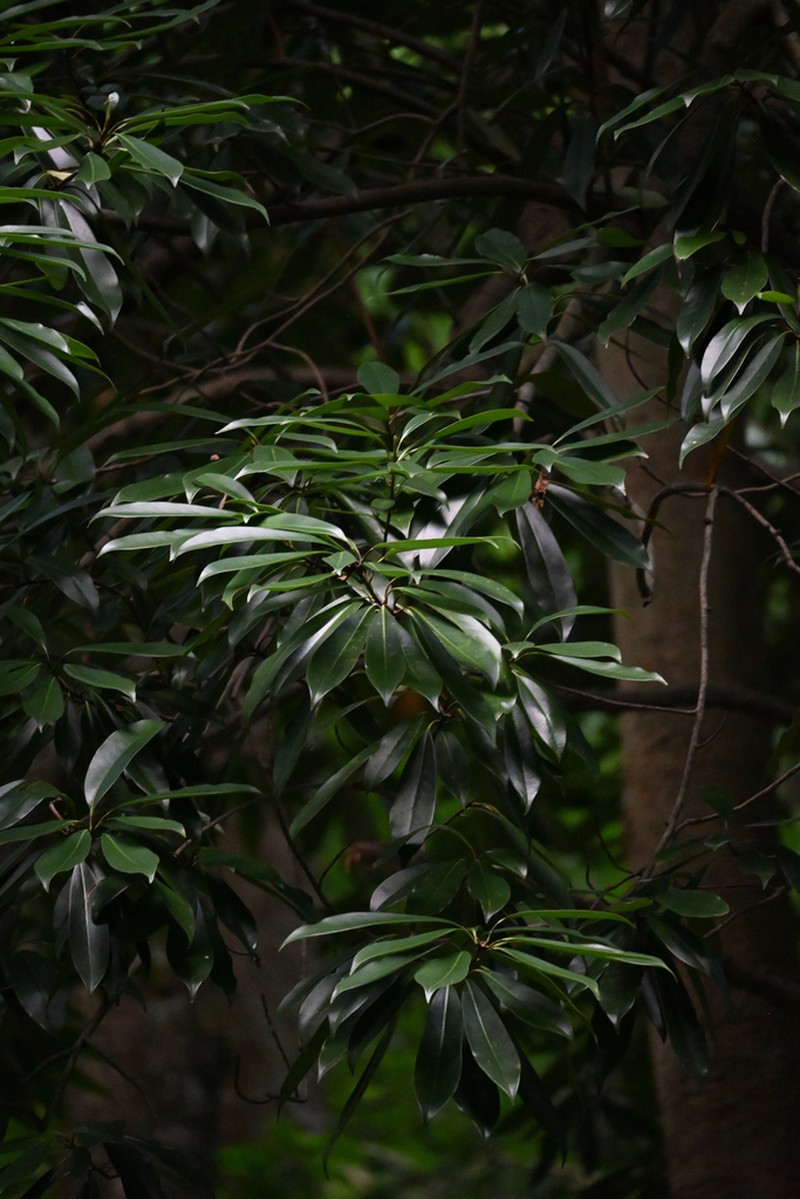 Magnolia yuyuanensis photo 2