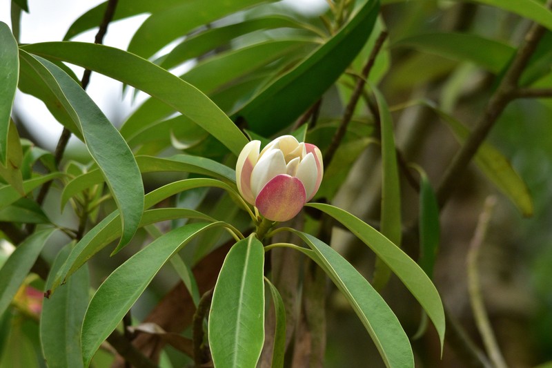Magnolia yuyuanensis photo 3