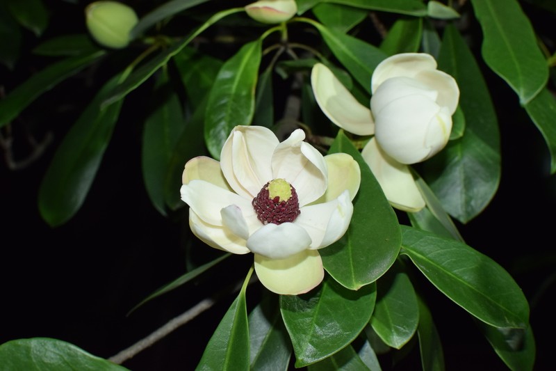 Magnolia yuyuanensis photo 4