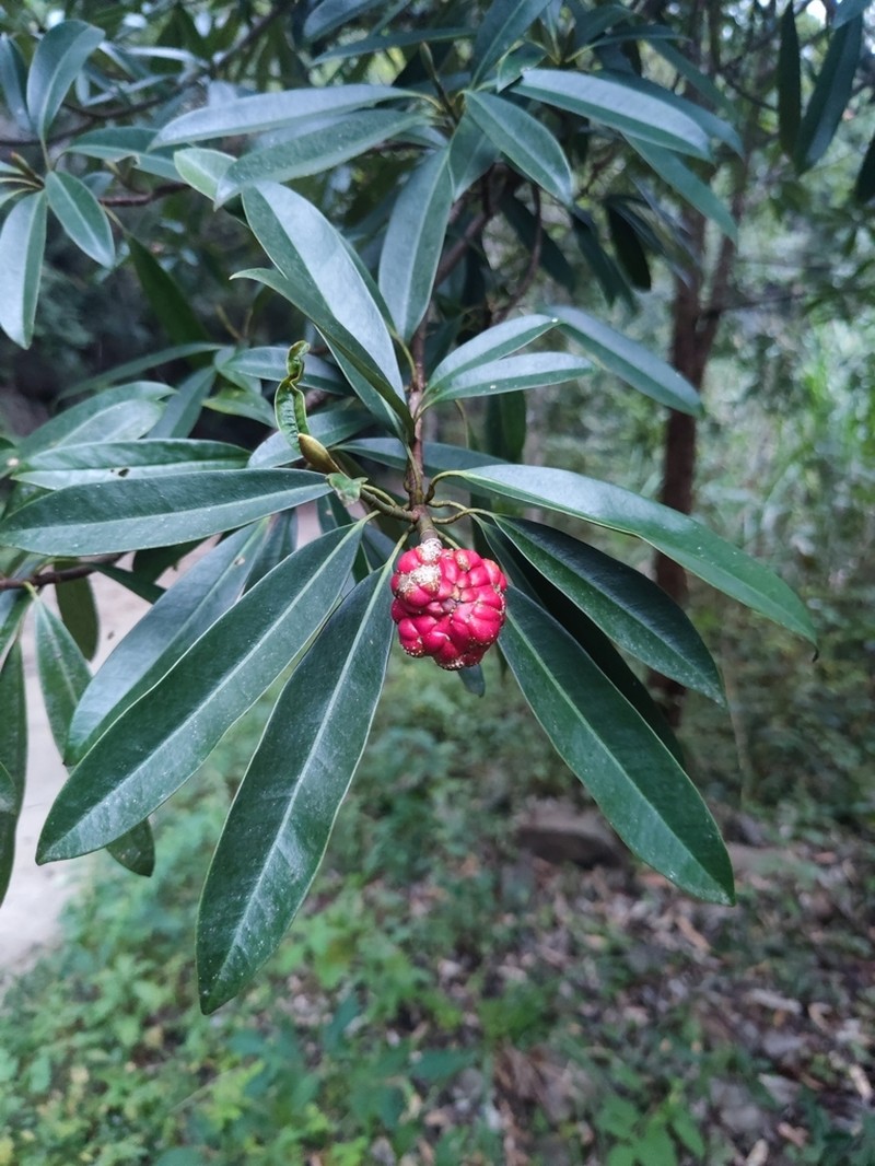 Magnolia yuyuanensis photo 5