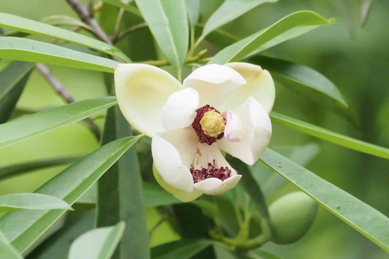Magnolia yuyuanensis photo 6