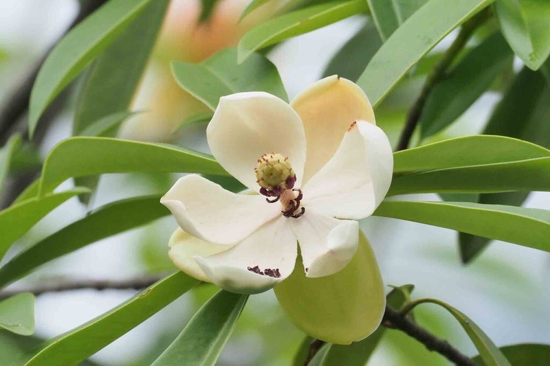 Magnolia yuyuanensis photo 7