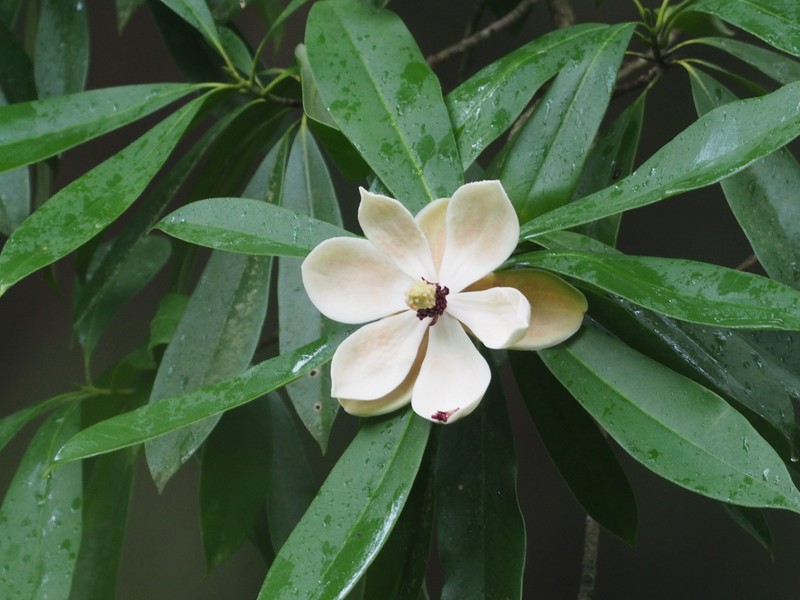 Magnolia yuyuanensis photo 8