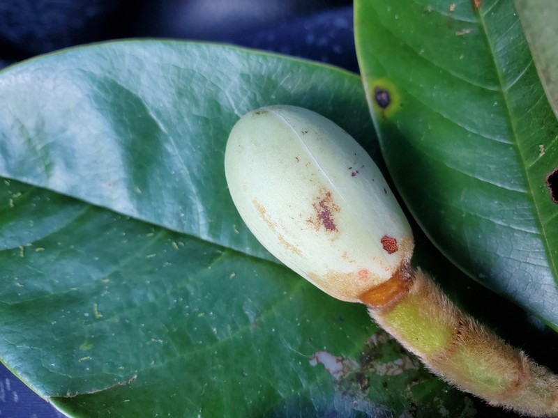 Magnolia zamorana
