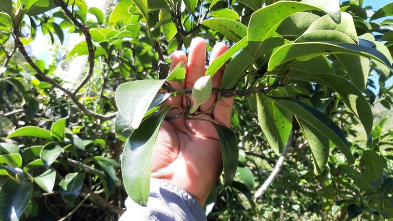 Magnolia zamudioi