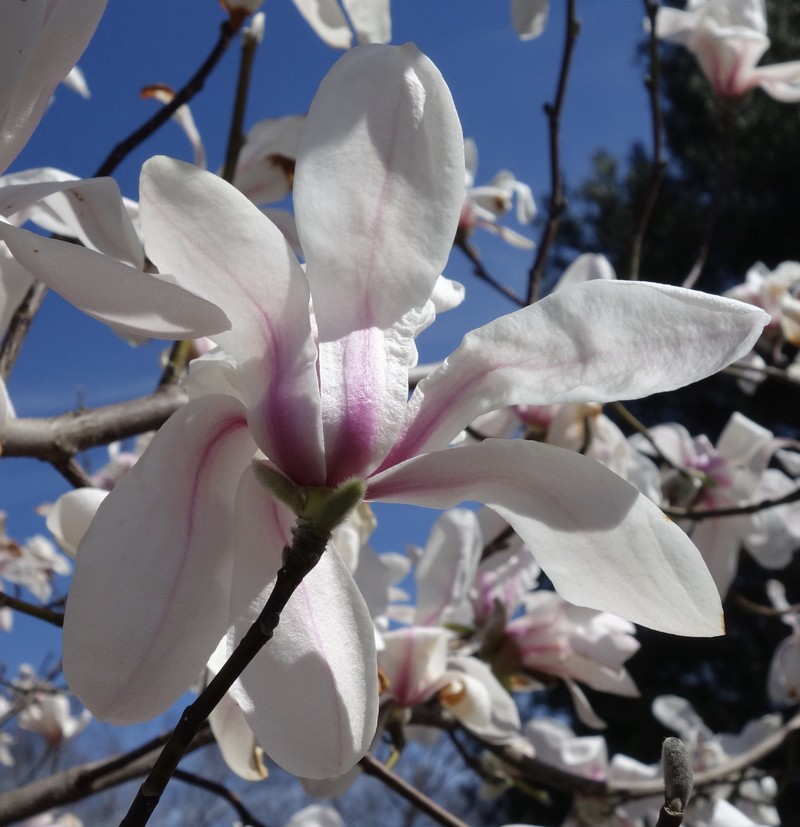 Magnolia zenii