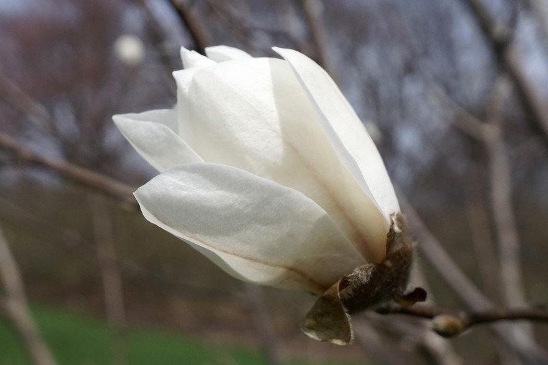 Magnolia zenii photo 2