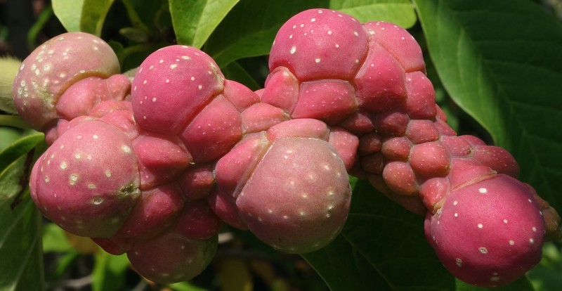 Magnolia zenii photo 4