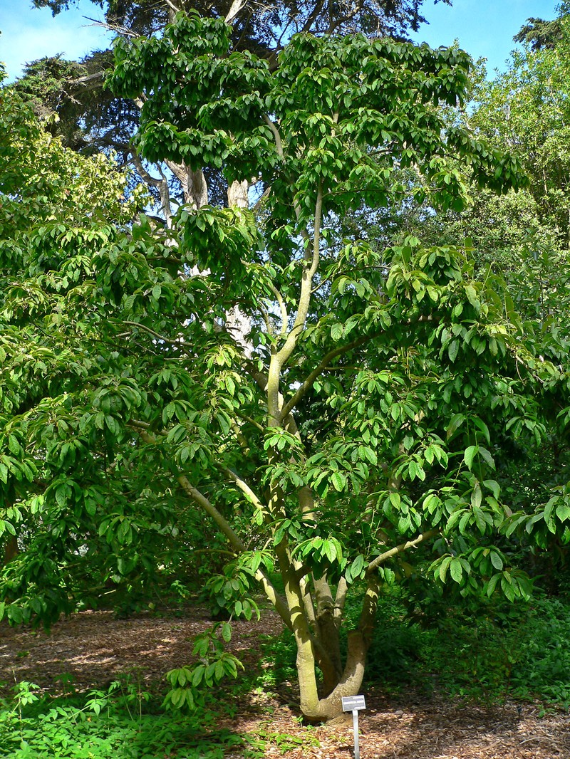 Magnolia zenii photo 6