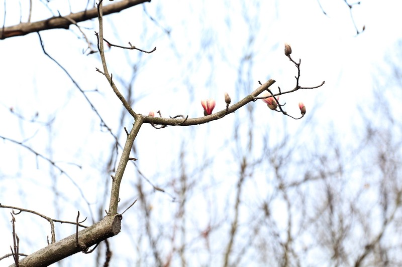 Magnolia zenii photo 7