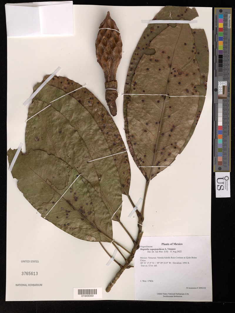 Magnolia zoquepopolucae
