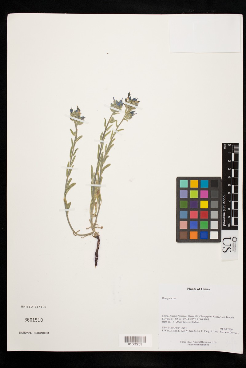 Maharanga adenopus
