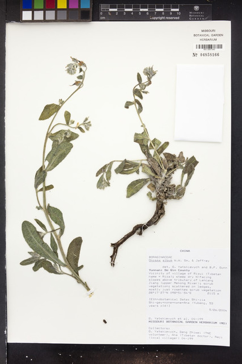 Maharanga alba