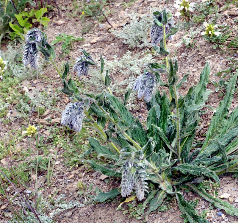 Maharanga bracteata