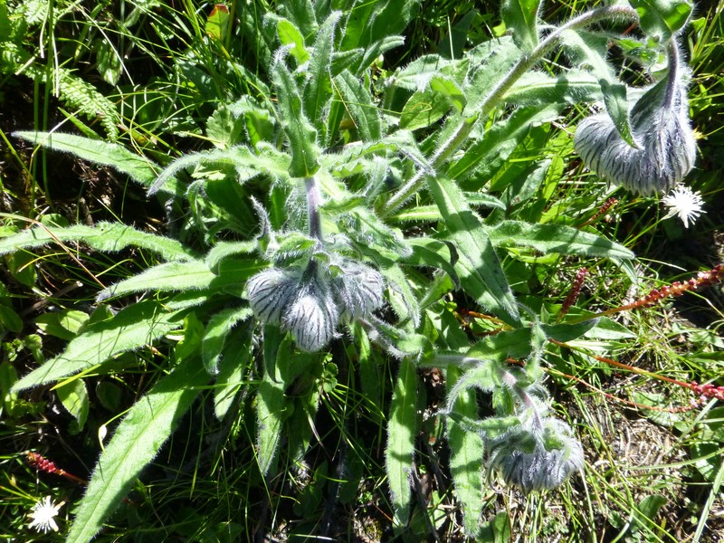 Maharanga bracteata photo 2