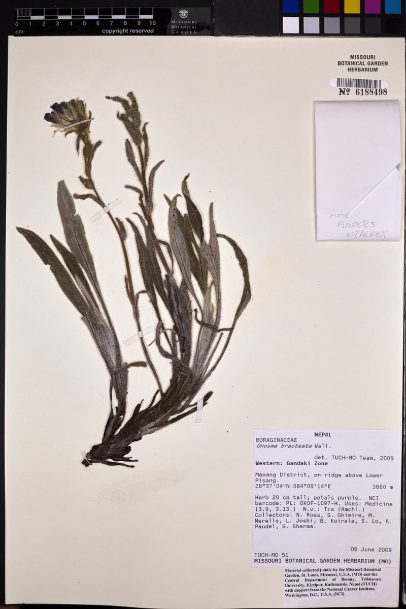 Maharanga bracteata photo 3
