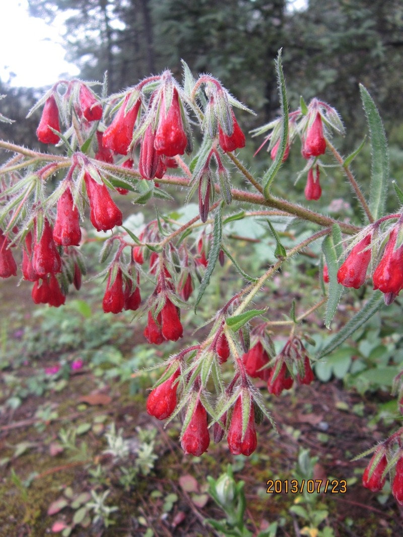 Maharanga fistulosa