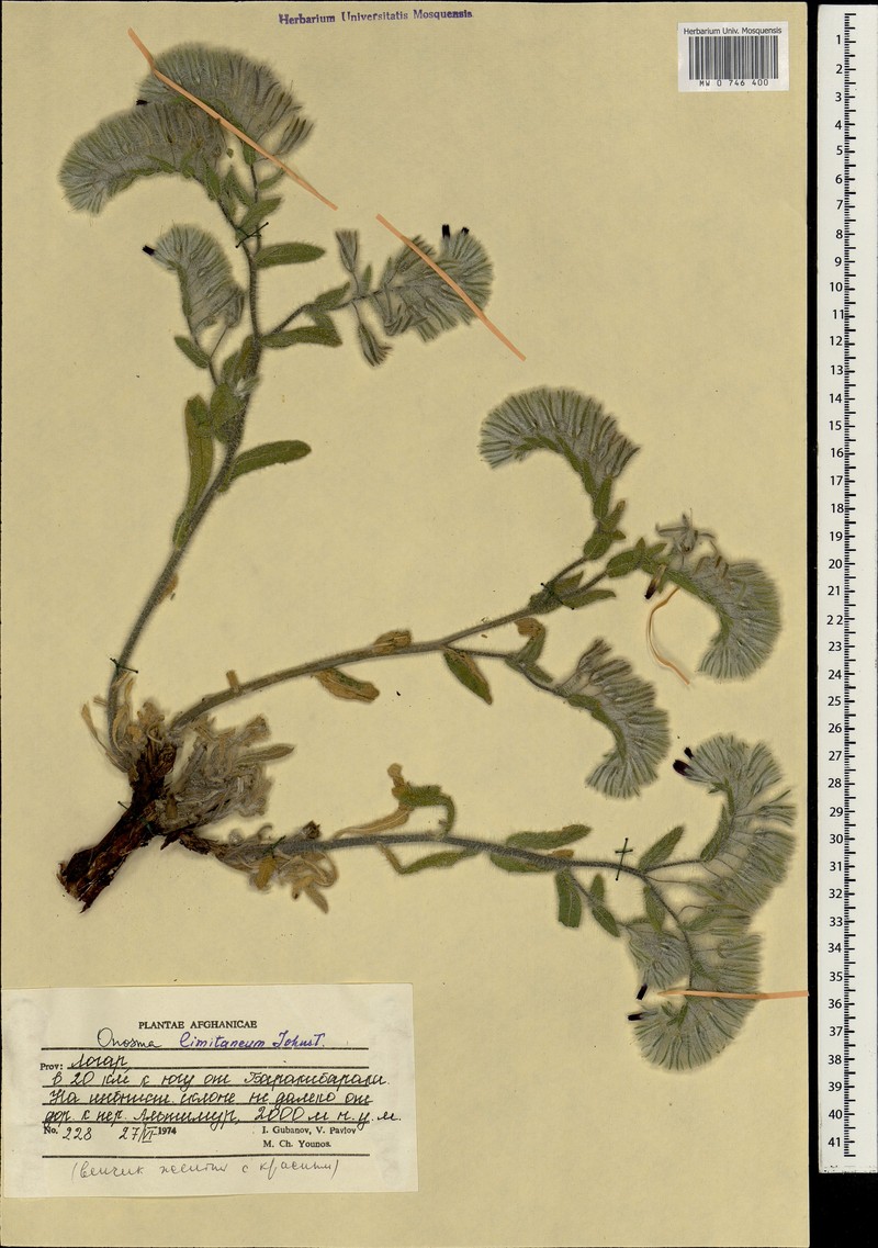 Maharanga limitanea