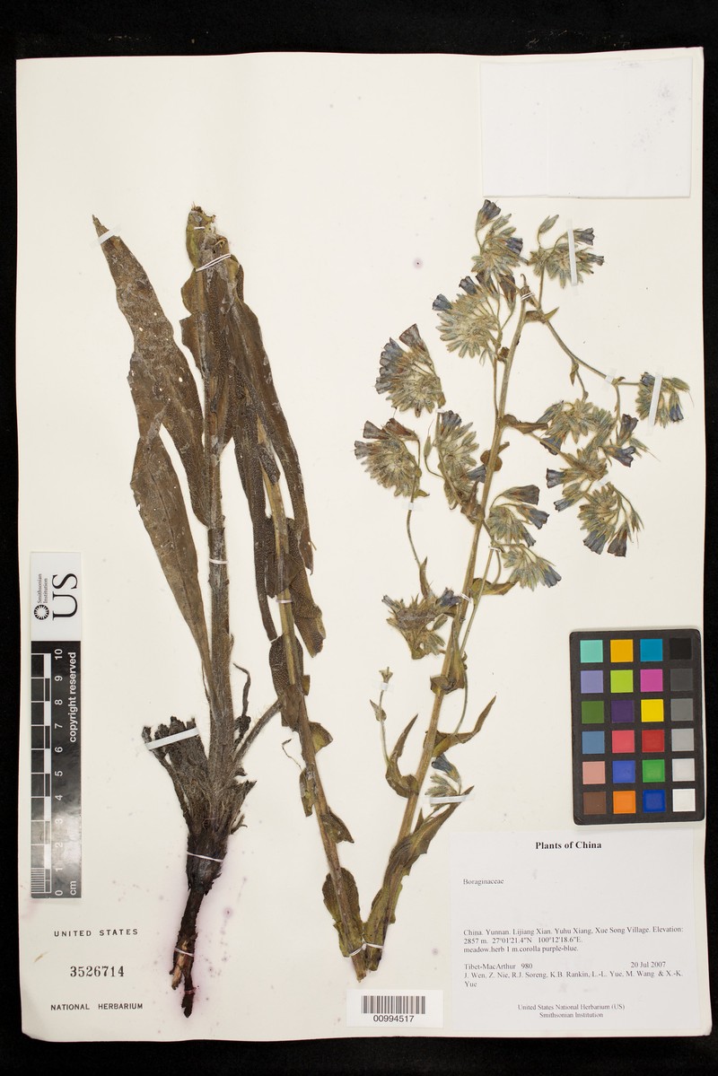 Maharanga paniculata photo 4