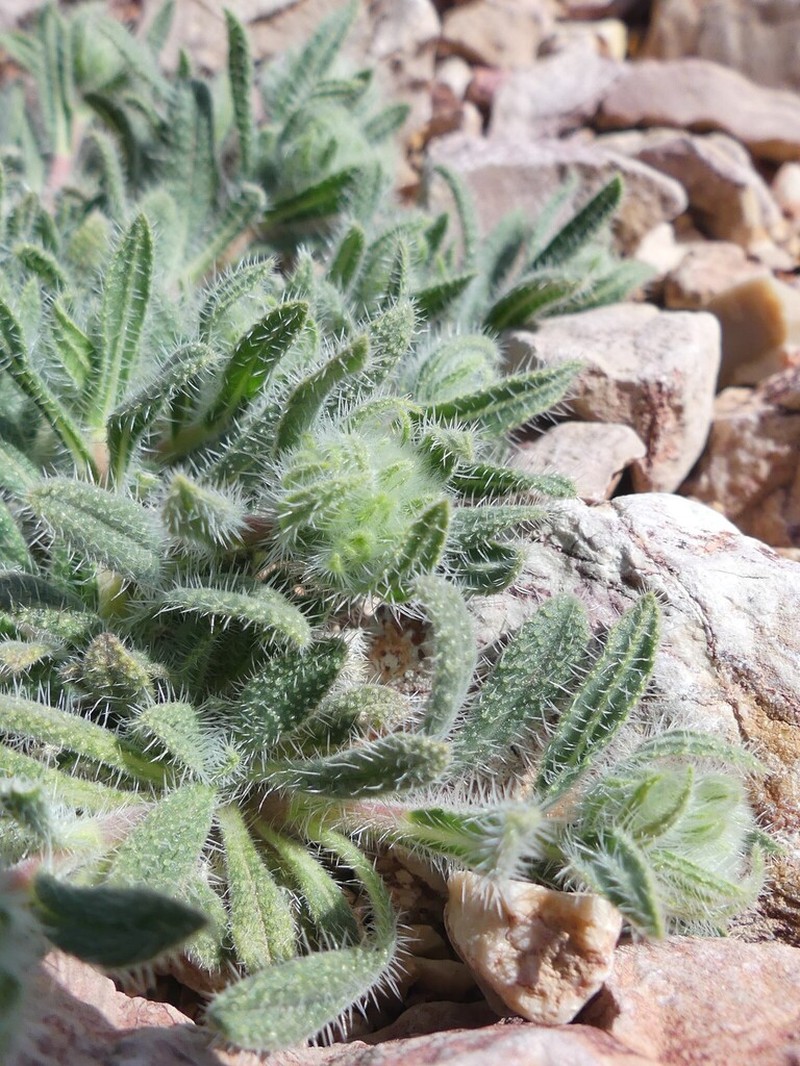 Maharanga stenosiphon photo 2