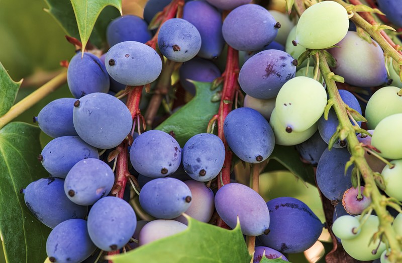 Beale's Barberry photo 4