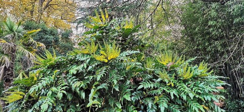 Beale's Barberry photo 6