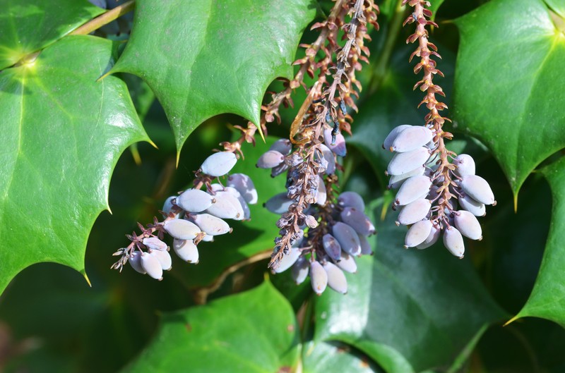 Beale's Barberry photo 2