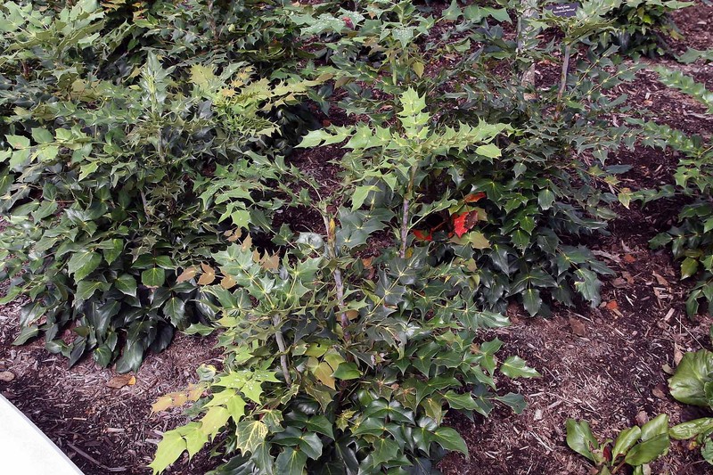 Beale's Barberry photo 3