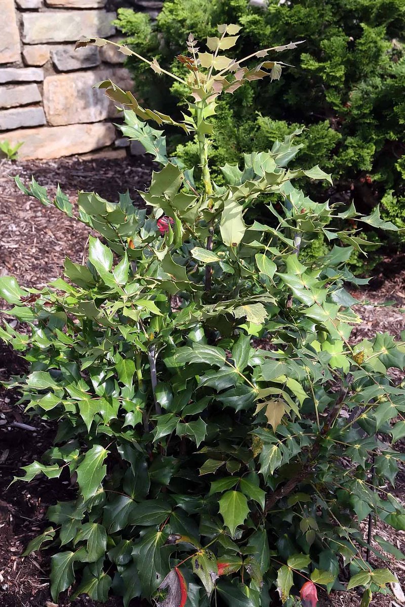 Beale's Barberry photo 8