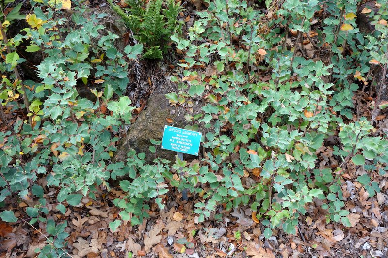 Shining Netvein Barberry