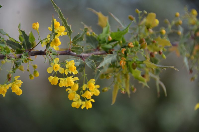 Nevin's Barberry photo 2