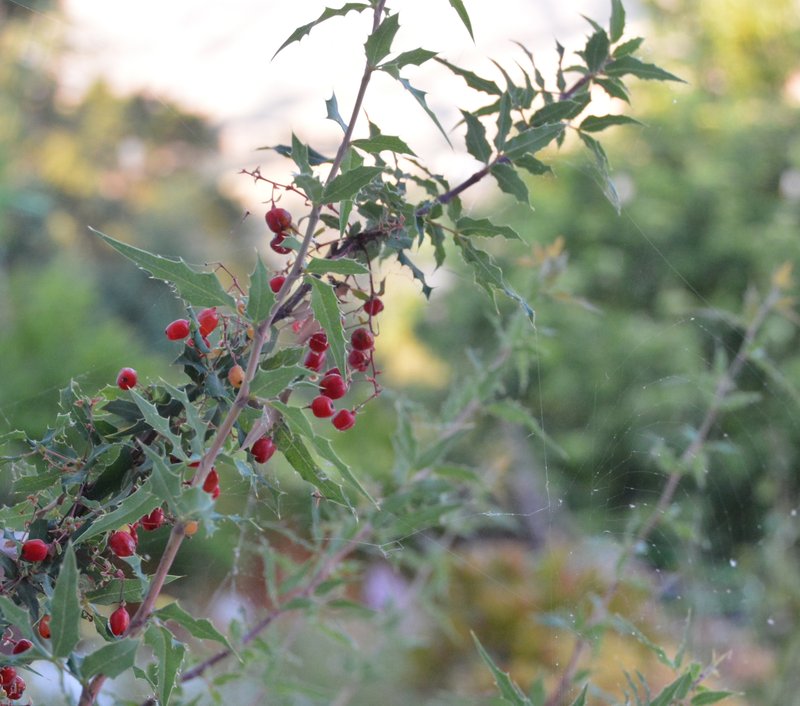 Nevin's Barberry photo 3