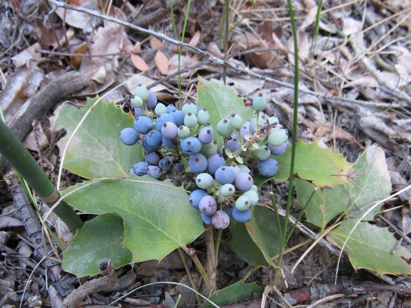 Creeping Barberry