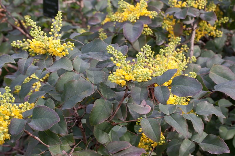 Creeping Barberry photo 2