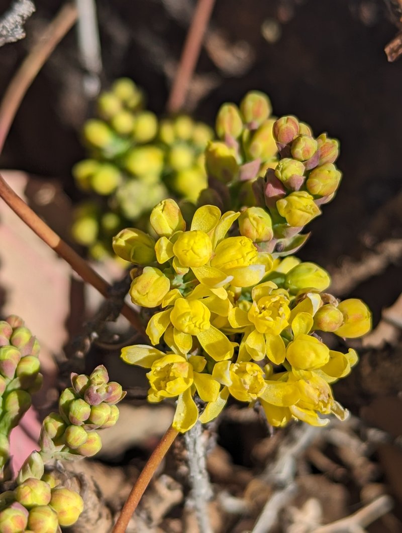 Creeping Barberry photo 4