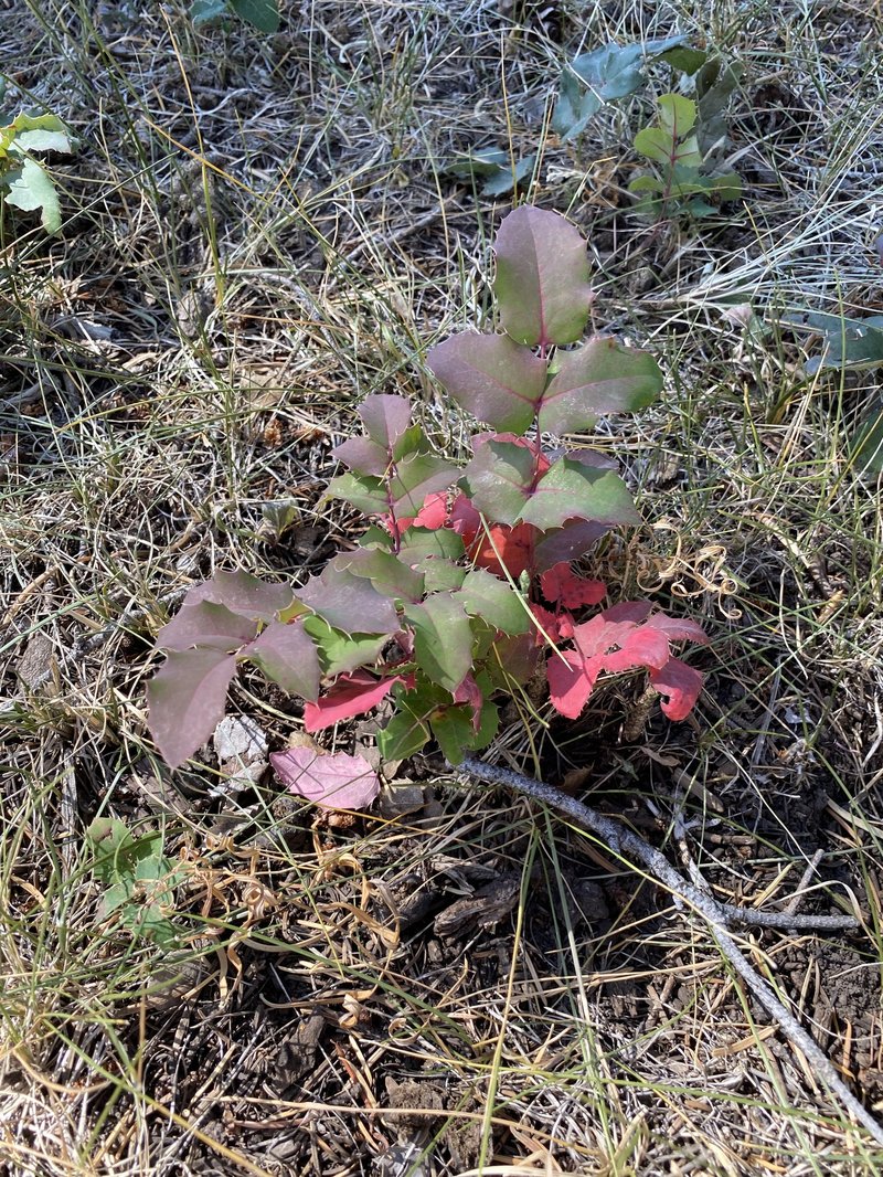Creeping Barberry photo 5