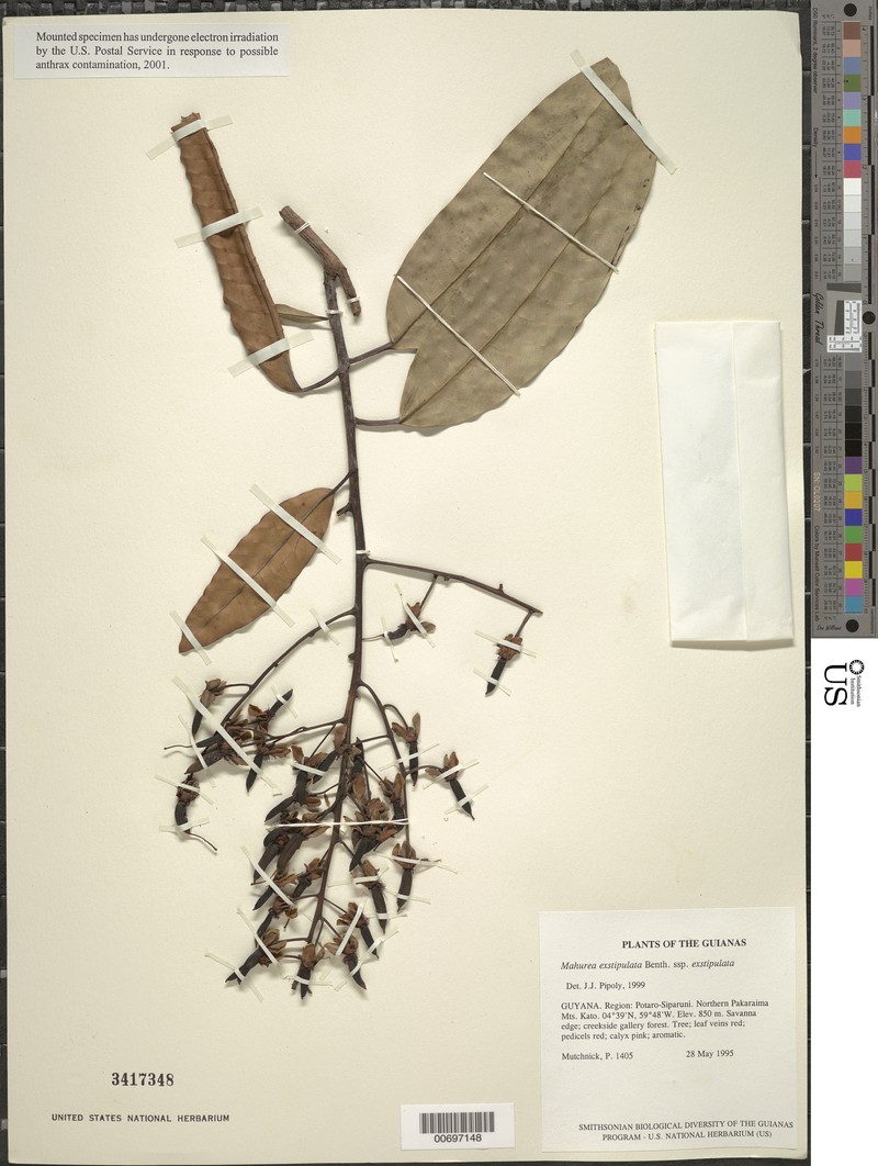 Mahurea exstipulata subsp. exstipulata