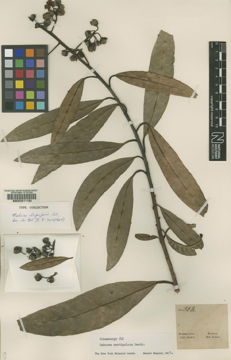 Mahurea exstipulata subsp. exstipulata photo 2
